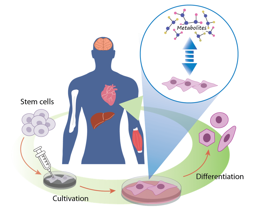 استفاده درمانی از α2-antiplasmin به عنوان یک داروی آنتی فیبرینولیتیک در جراحی و پزشکی بازساختی 